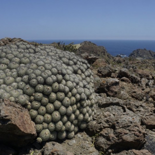 Copiapoa dealbata